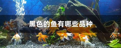 黑色魚